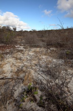 Brezilya Caatinga peyzaj