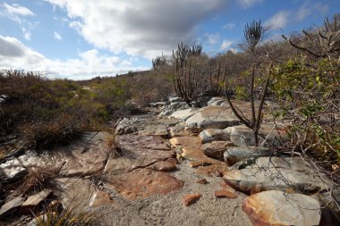 Brezilya Caatinga peyzaj