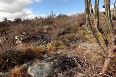 Brezilya Caatinga peyzaj