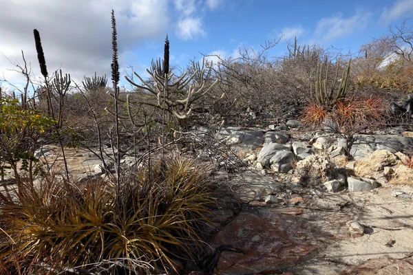 Die landschaft von caatinga in brasilien — Stockfoto