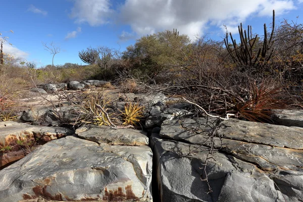 Die landschaft von caatinga in brasilien — Stockfoto