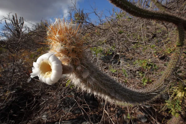 Cactus dans la caatinga au Brésil — Photo