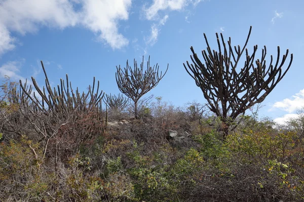 The landscape of Caatinga in Brazil — Stock Photo, Image