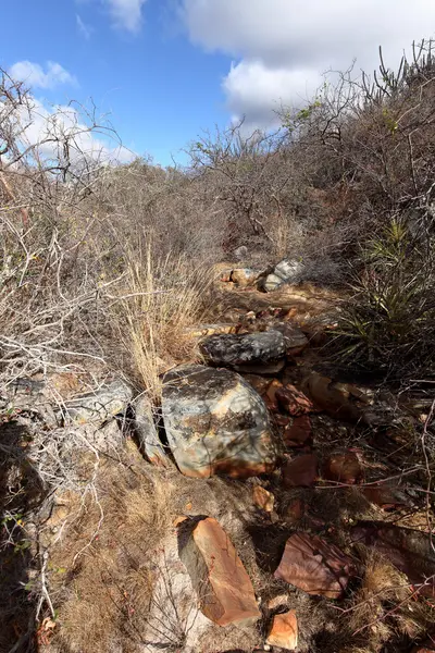 Die landschaft von caatinga in brasilien — Stockfoto