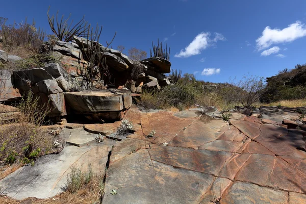 El paisaje de Caatinga en Brasil —  Fotos de Stock