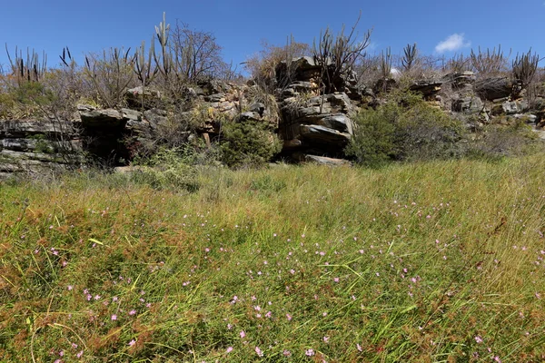 Die caatinga landschaft in brasilien — Stockfoto