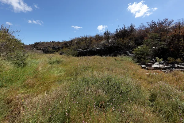 El paisaje de la caatinga en Brasil — Foto de Stock