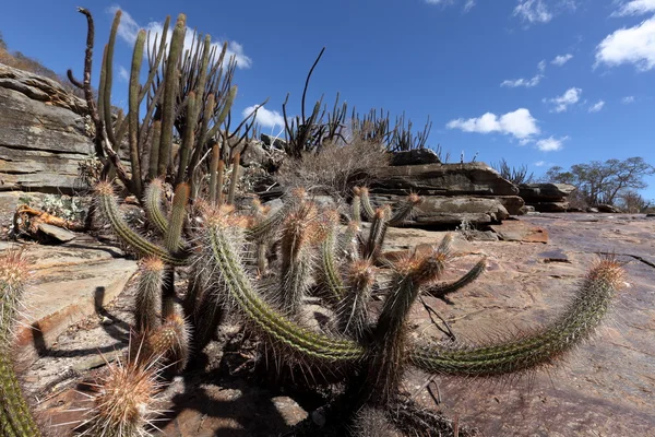 Cacti in caatinga Brasiliassa — kuvapankkivalokuva