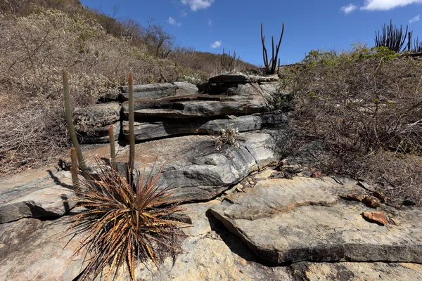 The landscape of Caatinga in Brazil — Stock Photo, Image