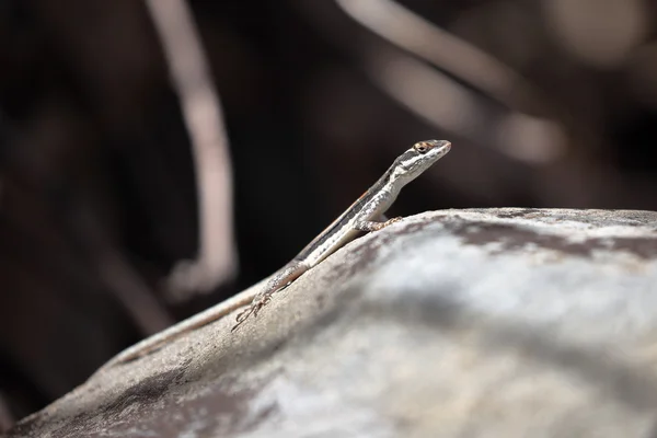 브라질의 Caatinga에 도마뱀 — 스톡 사진