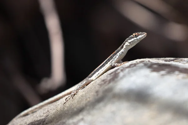 Lagartijas en la Caatinga de Brasil — Foto de Stock