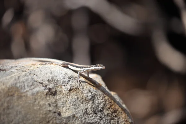 Lézards dans la Caatinga du Brésil — Photo