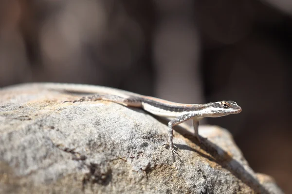 Lézards dans la Caatinga du Brésil — Photo