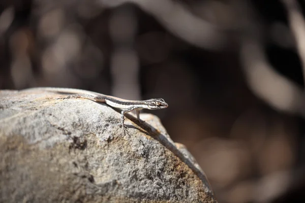 Lizards in the Caatinga of Brazil — Stock Photo, Image