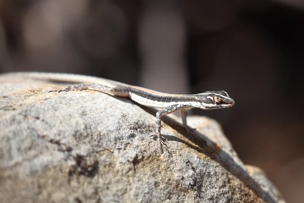 Lézards dans la Caatinga du Brésil — Photo