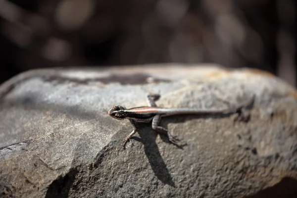 Lagartos na Caatinga do Brasil — Fotografia de Stock