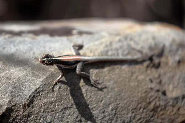 Lagartos na Caatinga do Brasil — Fotografia de Stock