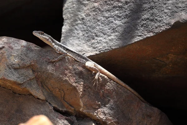 Lagartos na Caatinga do Brasil — Fotografia de Stock