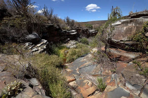 Il paesaggio di Caatinga in Brasile — Foto Stock