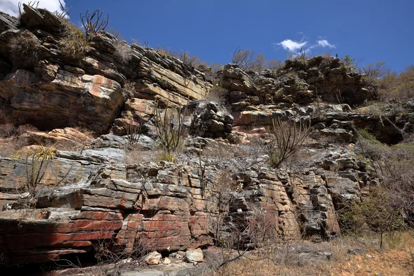 A paisagem de Caatinga no Brasil — Fotografia de Stock