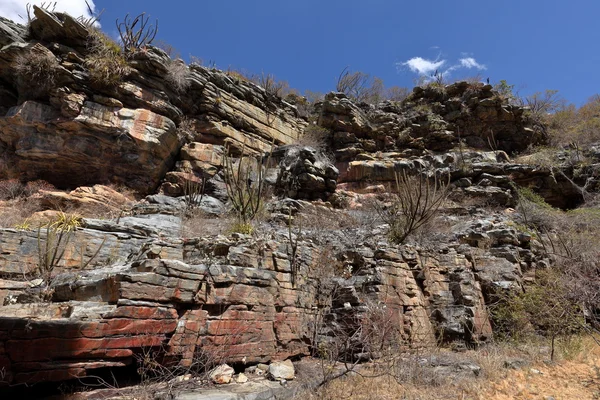 Le paysage de Caatinga au Brésil — Photo