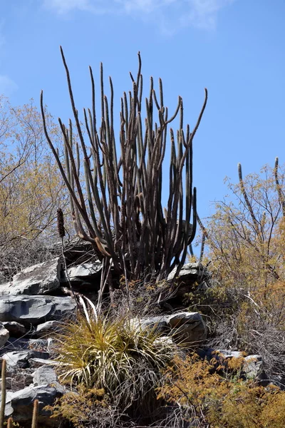 Cacti in the Caatinga in Brazil — Stock Photo, Image