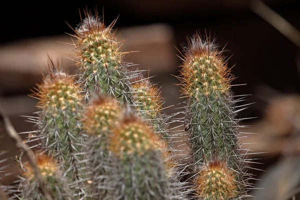 Cactus en la caatinga en Brasil — Foto de Stock