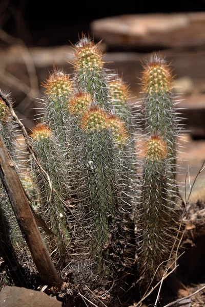 Cactus dans la caatinga au Brésil — Photo