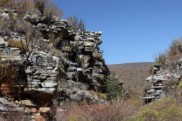 Die landschaft von caatinga in brasilien — Stockfoto