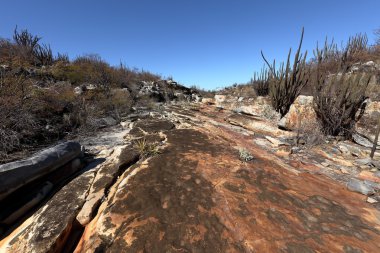 Brezilya Caatinga peyzaj