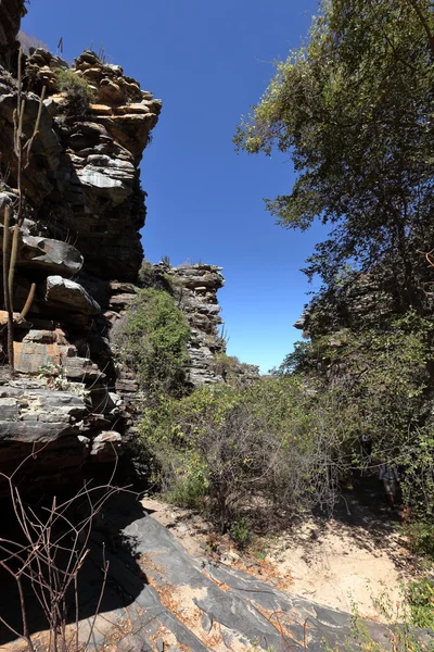 El paisaje de Caatinga en Brasil —  Fotos de Stock