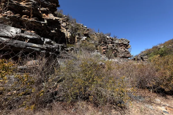 The landscape of Caatinga in Brazil — Stock Photo, Image