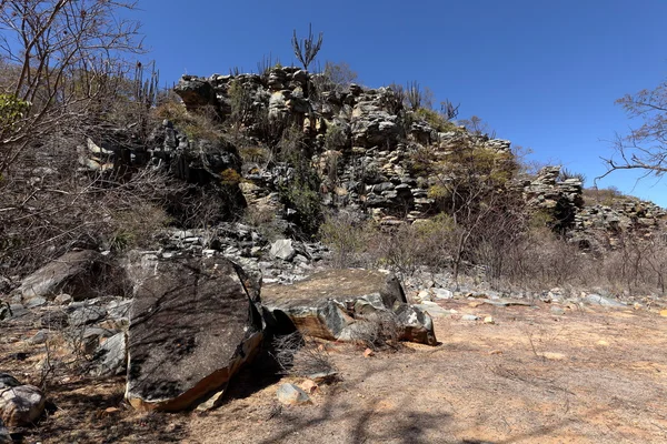 El paisaje de Caatinga en Brasil —  Fotos de Stock