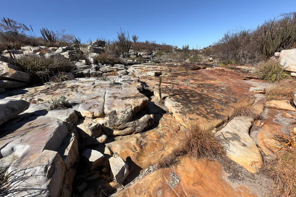 Die landschaft von caatinga in brasilien — Stockfoto