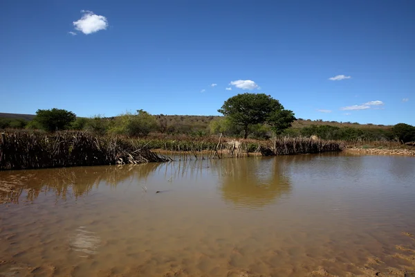 Landskap av Corythomantis i Brasilien — Stockfoto