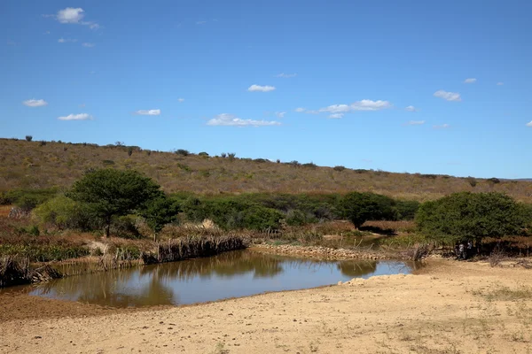 Het landschap van Caatinga in Brazilië — Stockfoto