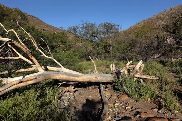 Die landschaft von caatinga in brasilien — Stockfoto