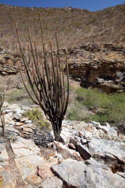 Brezilya caatinga kaktüsler