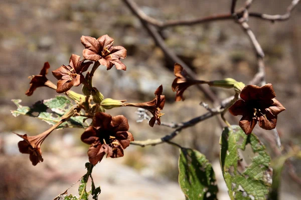 Flower in the Caatinga of Brazil — Stock Photo, Image