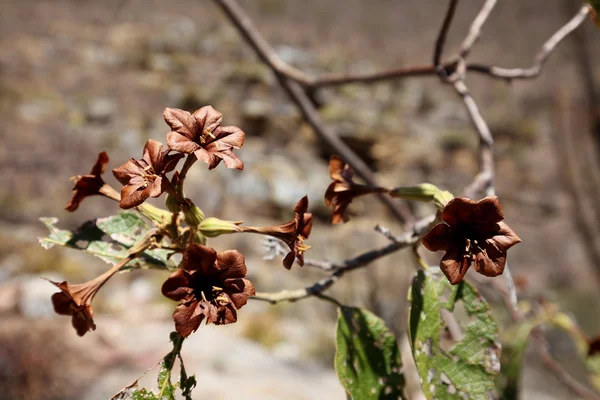 Flower in the Caatinga of Brazil — Stock Photo, Image