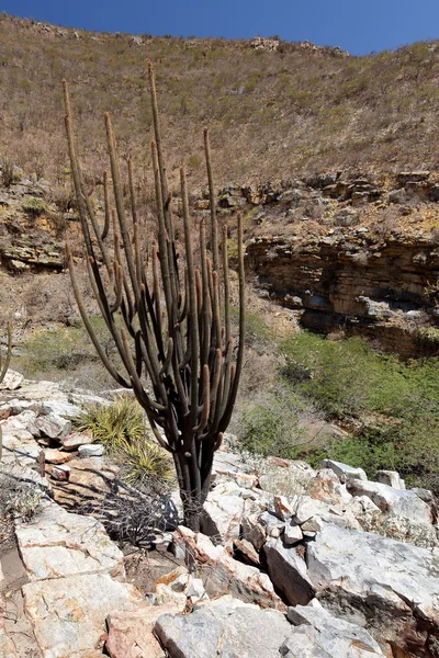 Cacti in the Caatinga in Brazil — Stock Photo, Image