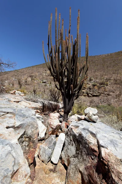Cacti in caatinga Brasiliassa — kuvapankkivalokuva