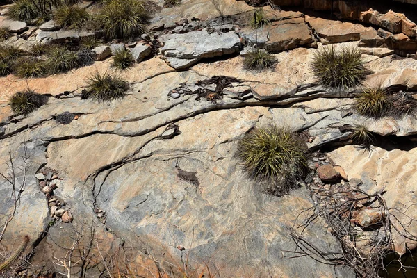 El paisaje de Caatinga en Brasil —  Fotos de Stock