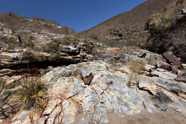 Le paysage de Caatinga au Brésil — Photo