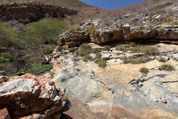 Die landschaft von caatinga in brasilien — Stockfoto