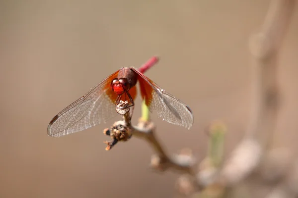 Grande libélula vermelha do Brasil — Fotografia de Stock