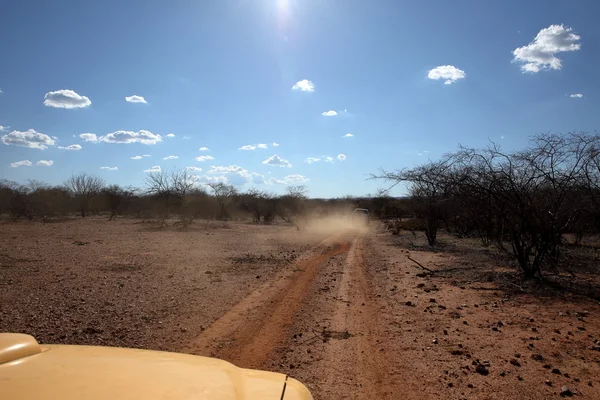 Út a Caatinga, Brazília — Stock Fotó