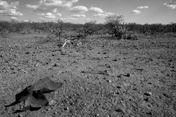 ブラジルの Caatinga の風景 — ストック写真