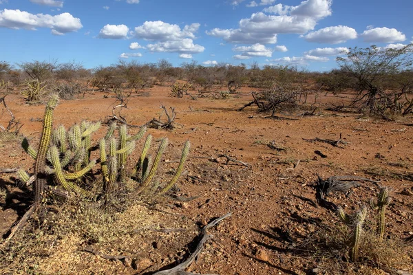 Krajina Caatinga v Brazílii — Stock fotografie