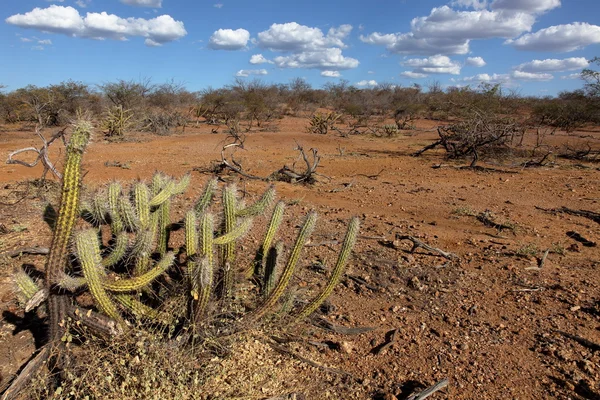 The landscape of Caatinga in Brazil — Stock Photo, Image